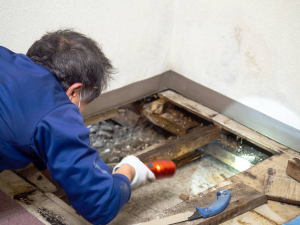 Best Localized Mold Remediation (e.g., coastal areas, humid climates) in Rock Creek, MN
