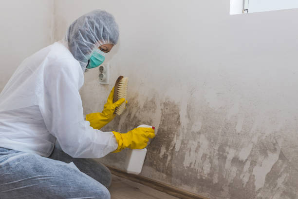 Best Post-Flood Mold Remediation in Rock Creek, MN