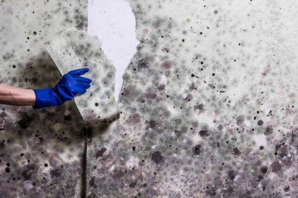 Best Residential Mold Remediation in Rock Creek, MN