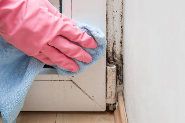 Best Industrial Mold Remediation in Rock Creek, MN