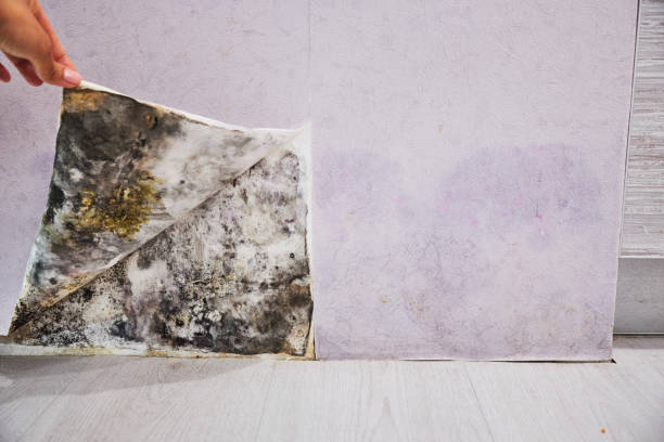 Best Mold Testing and Inspection Services in Rock Creek, MN